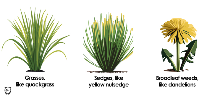 Illustration of common garden weed types including grasses, sedges, and broadleaf weeds for weed control guidance. Illustration of common garden weed types including grasses, sedges, and broadleaf weeds for weed control guidance.