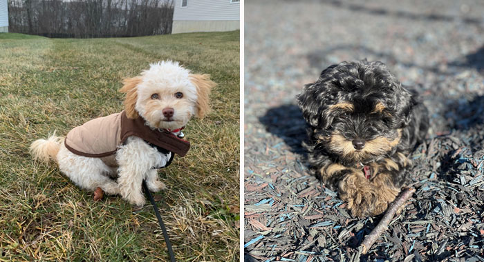 Havapoo Dog Breed: Information, Characteristics, and Care