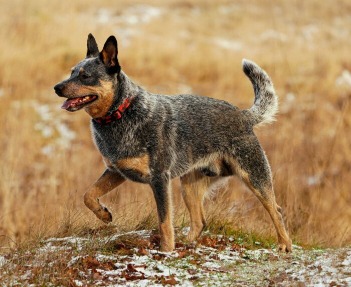 A healthy Australian Cattle Dog walking on grass with a red collar, showcasing one of the healthiest dog breeds. A healthy Australian Cattle Dog walking on grass with a red collar, showcasing one of the healthiest dog breeds.