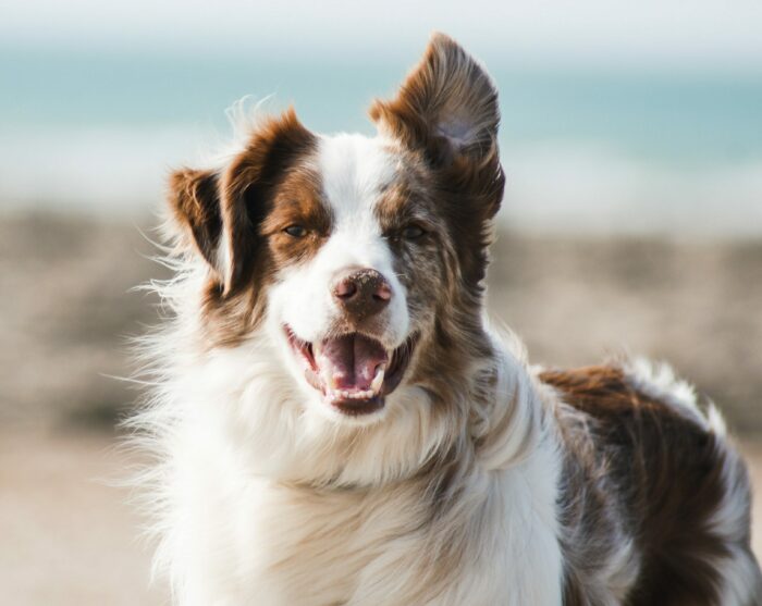 Border Collie dog looking