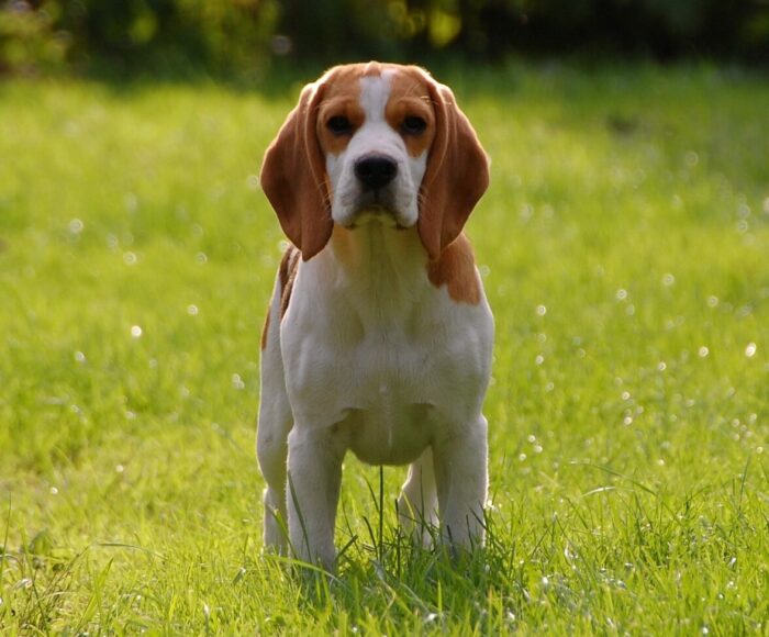 dog puppy beagle in the grass field