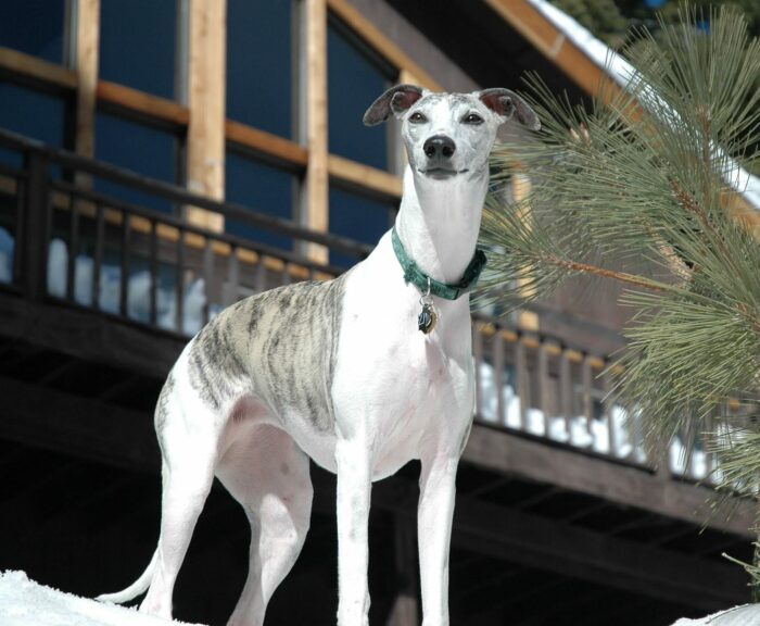 Greyhound near the house