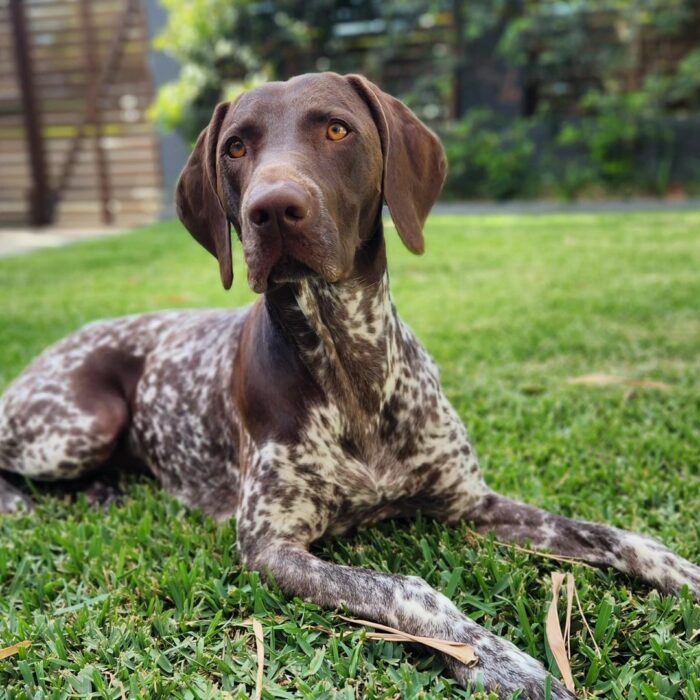 german shorthaired pointer lying on the ground