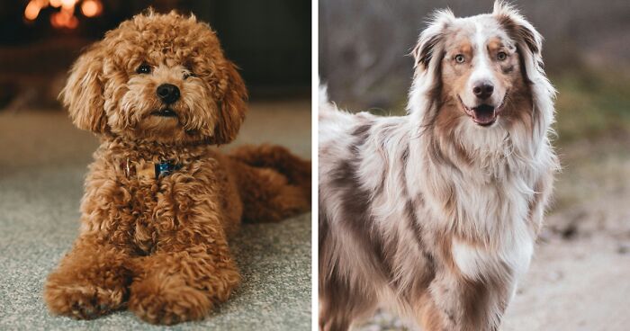 10 Healthiest Dog Breeds With the Least Health Problems