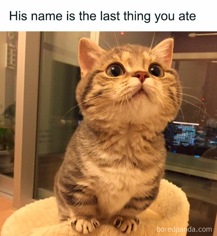 Hilarious-Cat-Memes