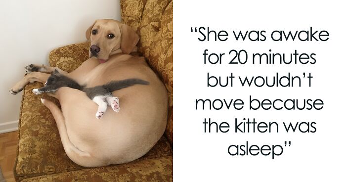 50 Fantastic ‘Cat Memes’ To Help You Get Through Hard Times