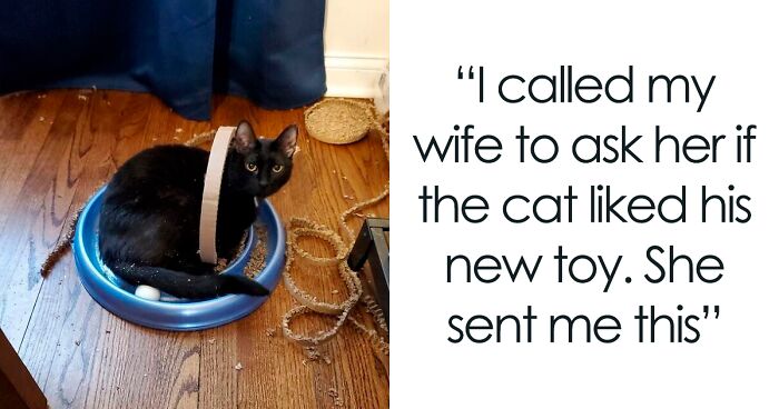 50 Times Cats Made Their Owners Laugh And They Just Had To Share Pics Online