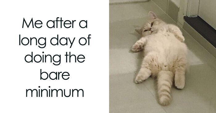 35 Times Animal Pics Were Just Perfect For Memes