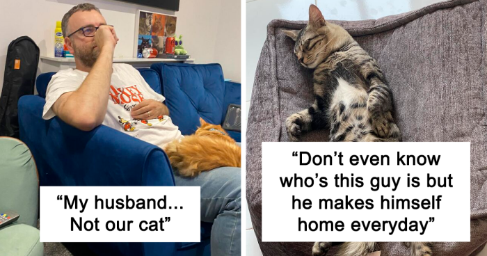50 Hilariously Wholesome “My House, Not My Cat” Moments (New Pics)
