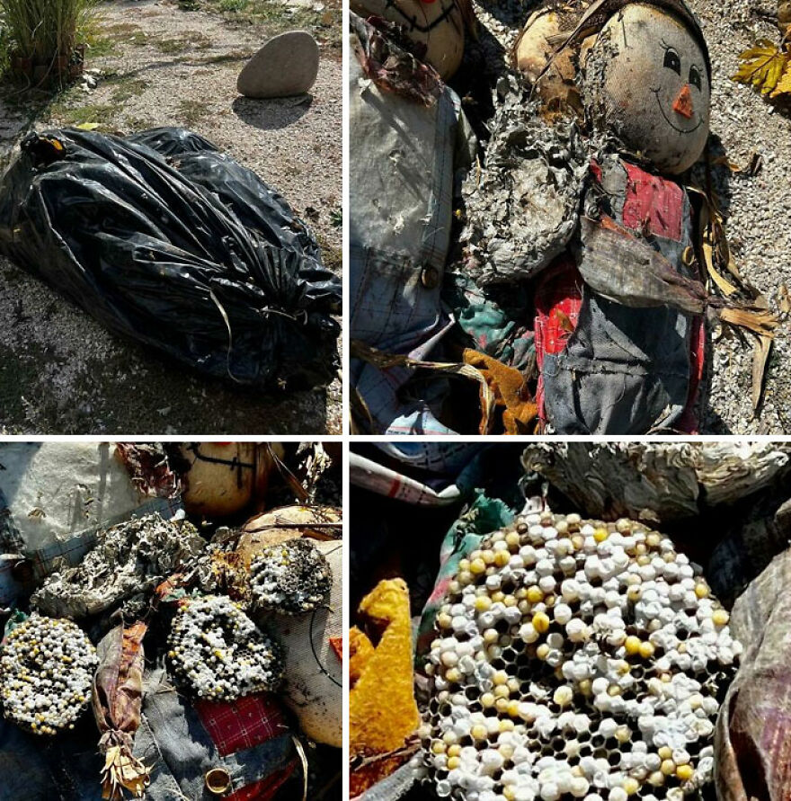 Went Under The Porch To Get The Decorations Today, Turns Out Wasps Have Been Squatting…