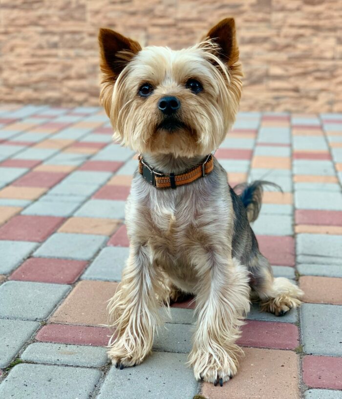 adult black and tan yorkshire terrier