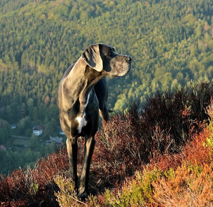 great dane standing and looking