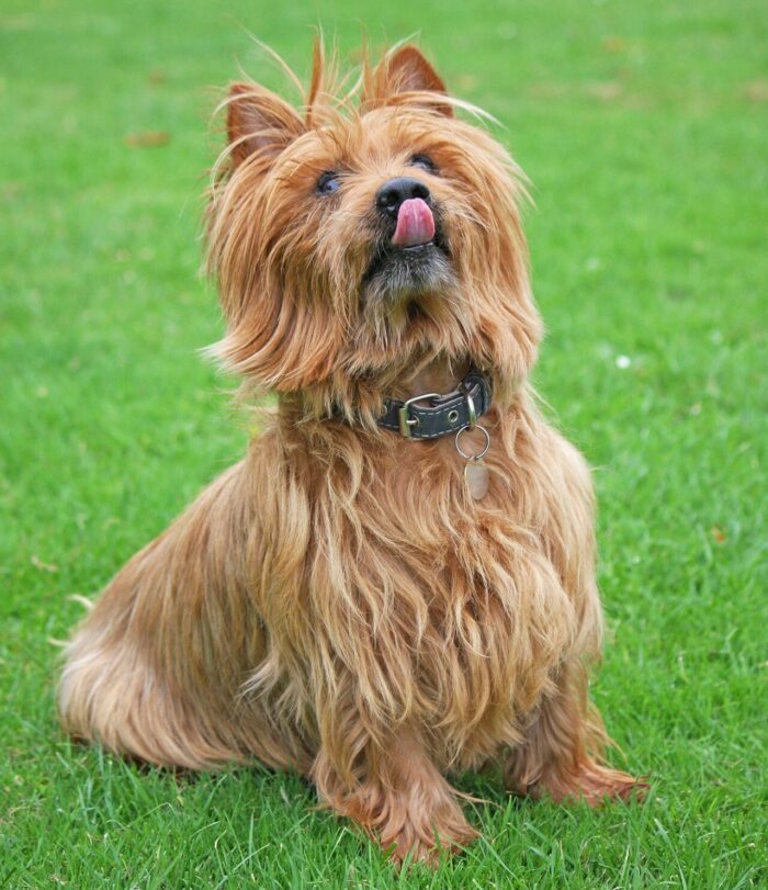 australian terrier sitting and looking