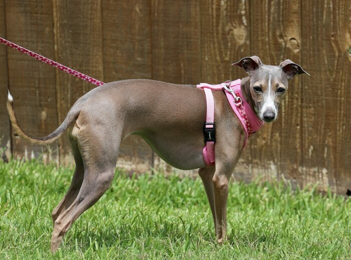 italian greyhound standing and looking