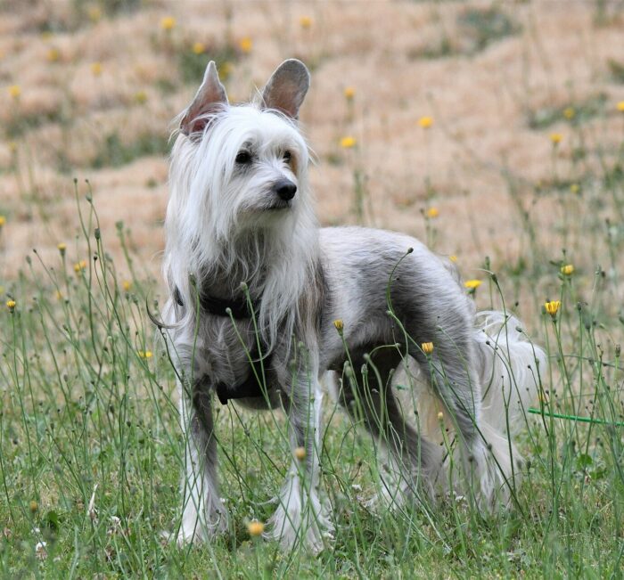 chinese crested dog standing and looking