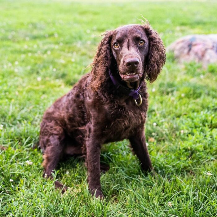 American water spaniel sitting and looking