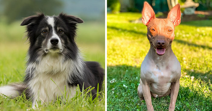 The Top 15 Dog Breeds for Hot Weather