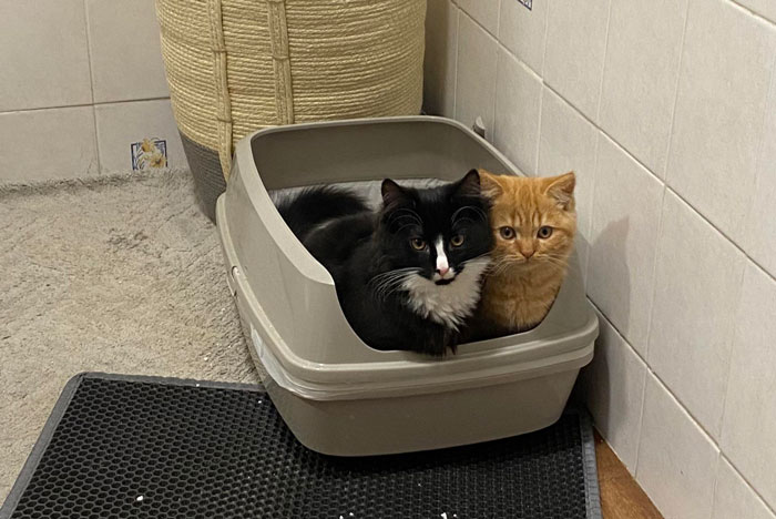 two cats sitting in a tray