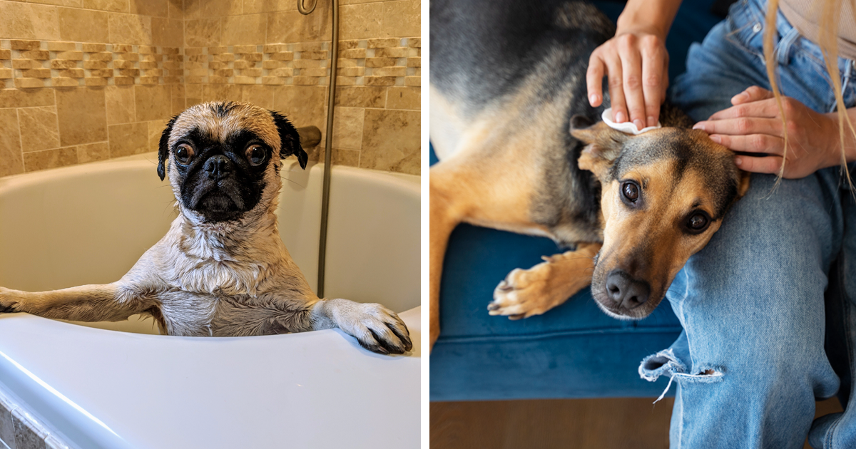 Understanding How Do Dogs Get Fleas Symptoms, and Treatment Options