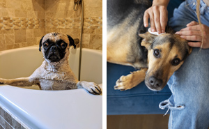 Understanding How Do Dogs Get Fleas: Symptoms, and Treatment Options