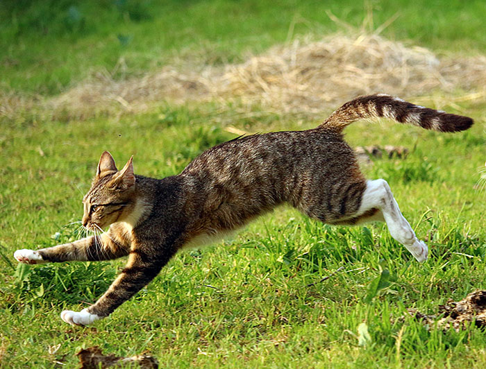 Tabby house cat running swiftly across a grassy field. Tabby house cat running swiftly across a grassy field.