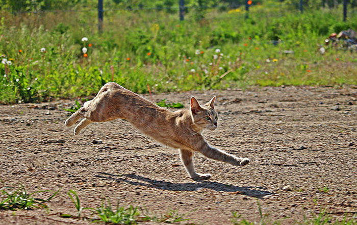 House cat sprinting across a dirt path with green grass in the background. House cat sprinting across a dirt path with green grass in the background.