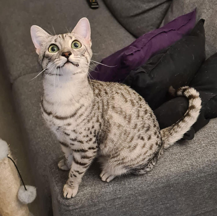 egyptian mau cat sitting and smiling 