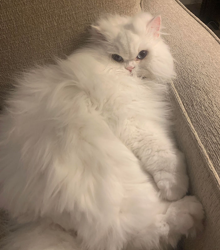 Persian white cat sitting on sofa 