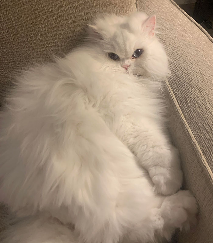 Fluffy white house cat lounging on a couch, showcasing its relaxed demeanor and soft fur. Fluffy white house cat lounging on a couch, showcasing its relaxed demeanor and soft fur.