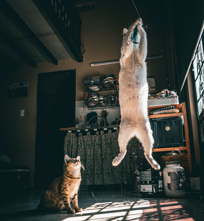 Two Cats Playing in the Kitchen 