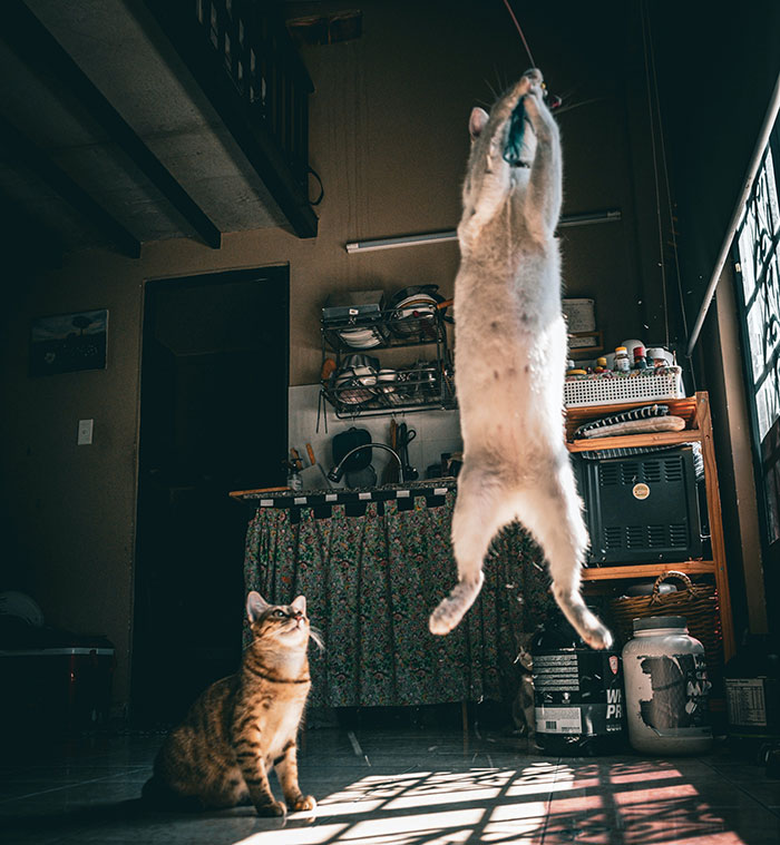 Cat demonstrating incredible jumping ability in a kitchen, reaching for a toy while another cat watches. Cat demonstrating incredible jumping ability in a kitchen, reaching for a toy while another cat watches.