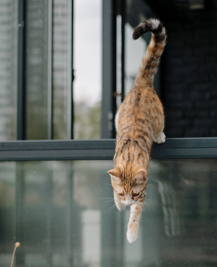 Cat Jumping Down from Window 