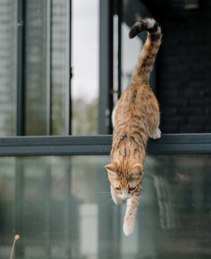 Cat demonstrating its incredible jumping ability while leaping over a glass railing. Cat demonstrating its incredible jumping ability while leaping over a glass railing.