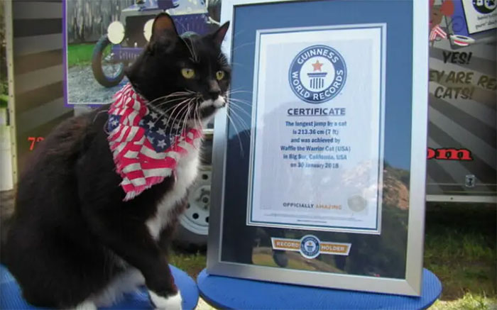 Black cat next to a Guinness world record frame 