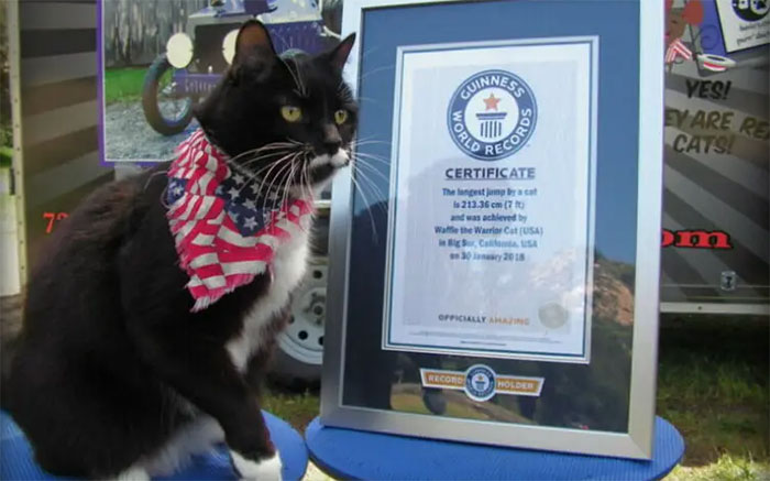 Cat with Guinness World Records certificate demonstrating incredible jumping ability. Cat with Guinness World Records certificate demonstrating incredible jumping ability.