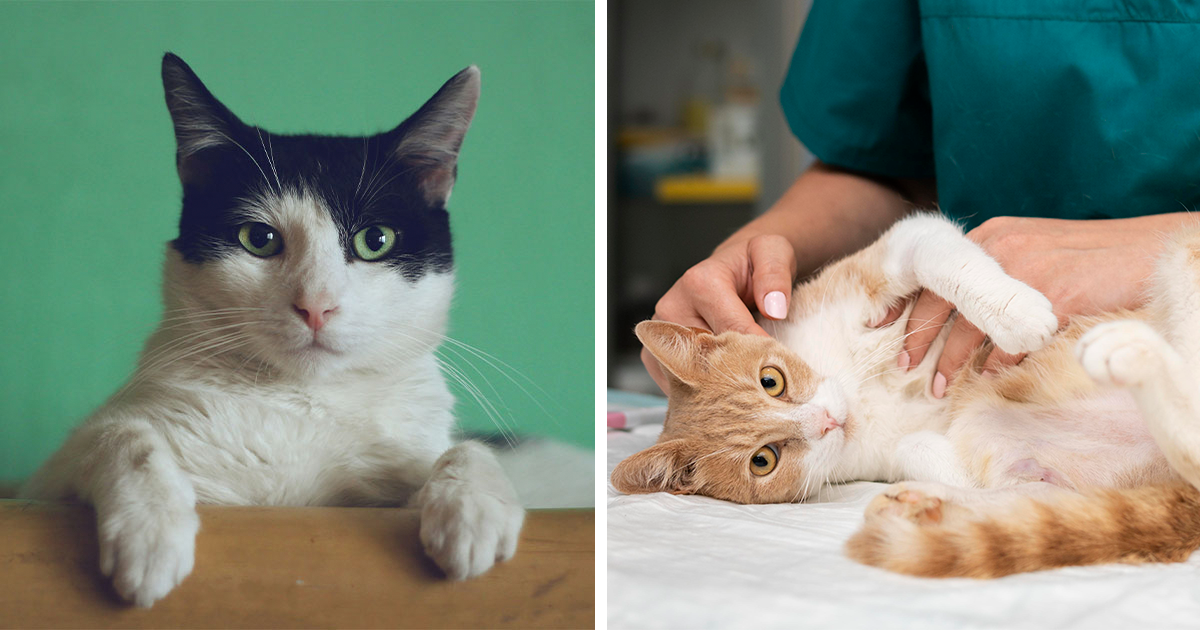 How Long Can a Cat Safely Go Without Peeing? Vet Advice Bored Panda