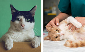 How Long Can a Cat Safely Go Without Peeing? Vet Advice