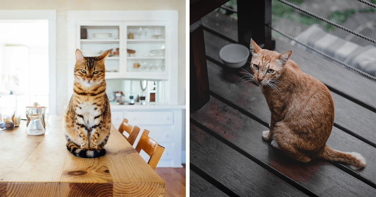 How Long Can Cats Go Without Food and 10 Reasons of Not Eating Bored Panda