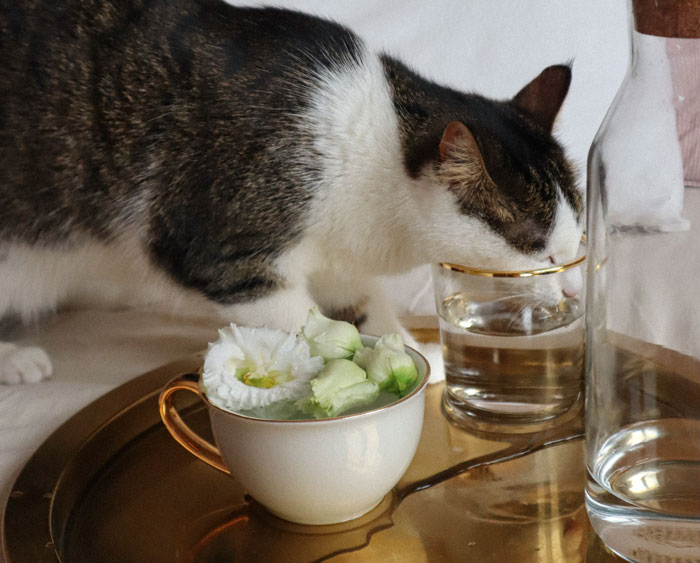 cat drinking water from the glass