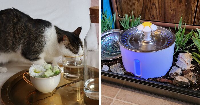 How Long Can Cats Go Without Water? Vet Tech Overview