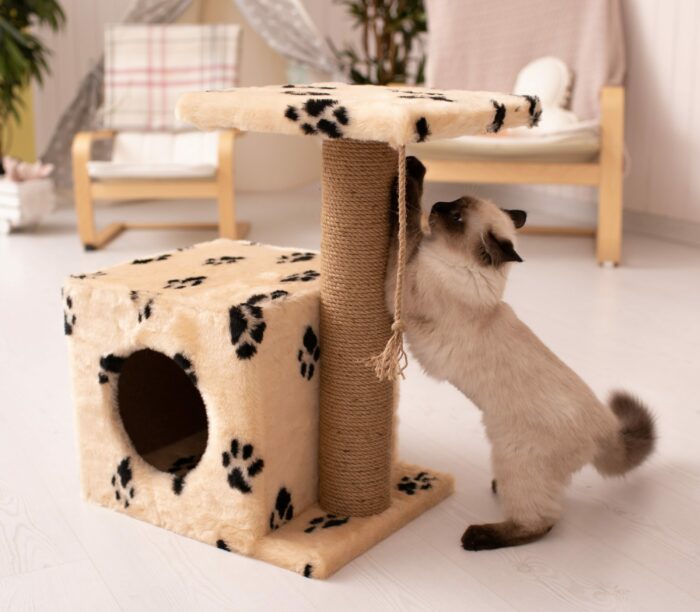 a cat playing with a scratching post in a living room
