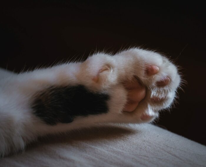Cat feline paw