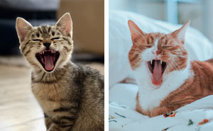 How Many Teeth Do Cats Have? The Mystery of Feline Teeth