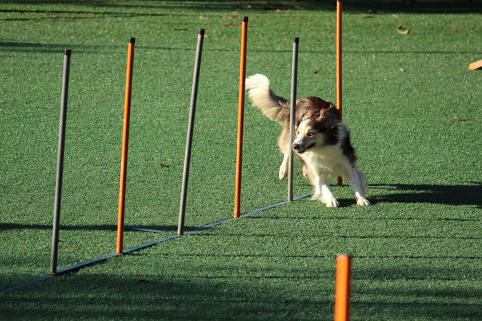 dog running with obstacles