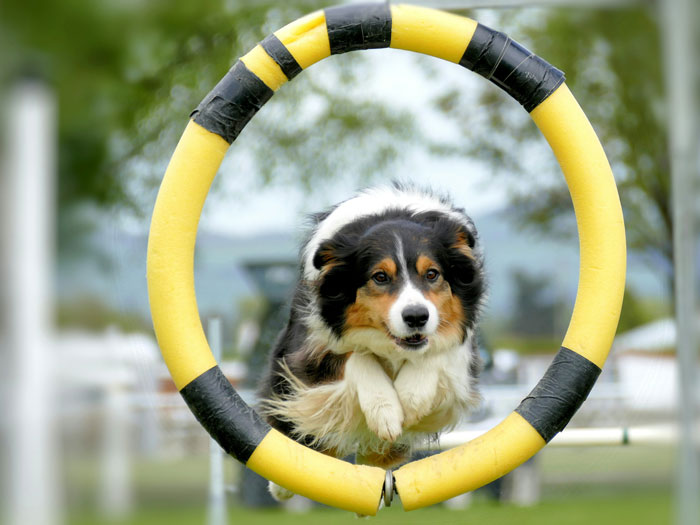 dog on yellow and black inflatable ring
