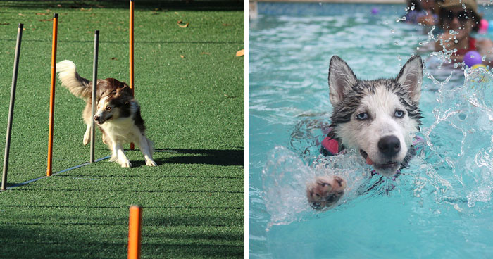 How Much Exercise Does Your Dog Need Every Day?