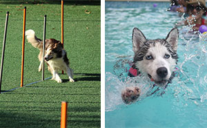 How Much Exercise Does Your Dog Need Every Day?