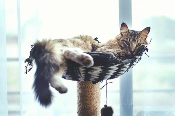 Brown Tabby Cat Lying on a Cat Tree 