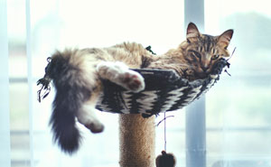 How to Clean a Cat Tree (Simple Steps for Cat Owners)