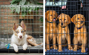 Effective Tips to Crate Train your Dog or Puppy